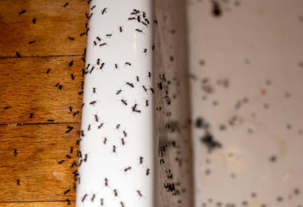 Best Local Pest Control Services  in Fair Lawn, NJ
